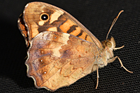 Pararge aegeria Pararge aegeria